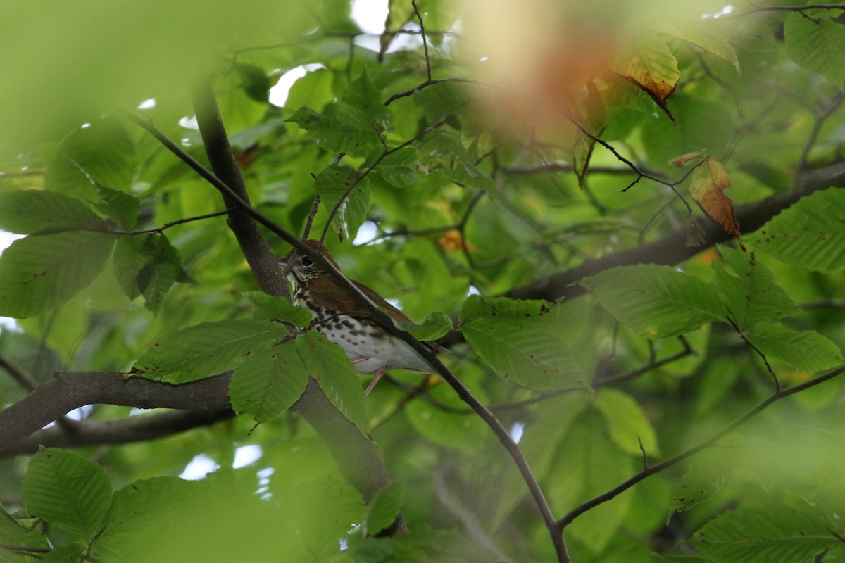 flekkskogtrost - ML624168856