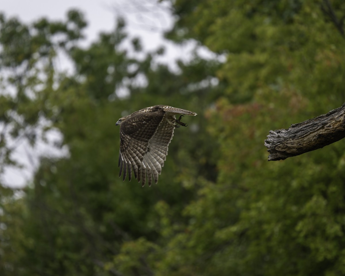 Red-tailed Hawk - ML624168861