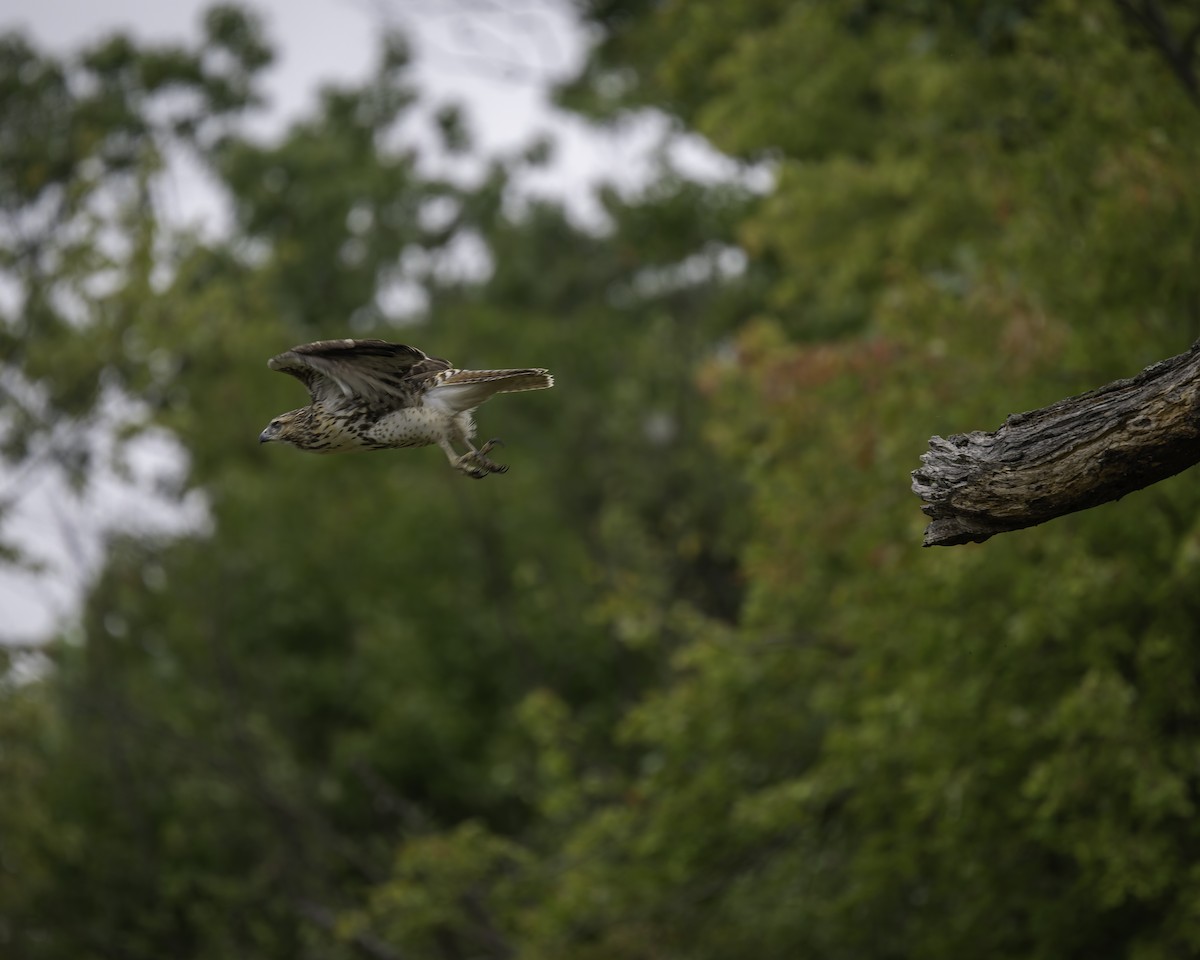 Red-tailed Hawk - ML624168862