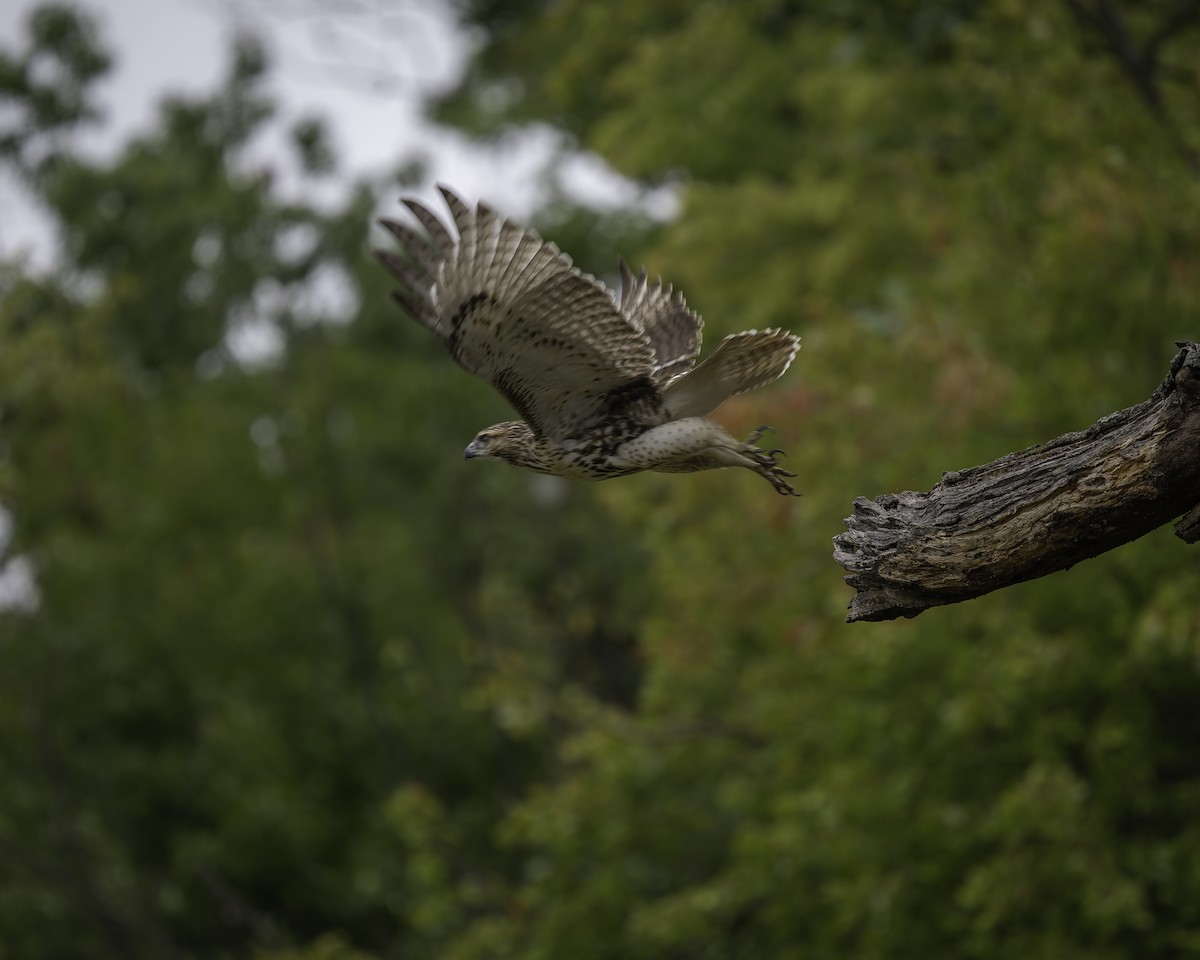 Red-tailed Hawk - ML624168863