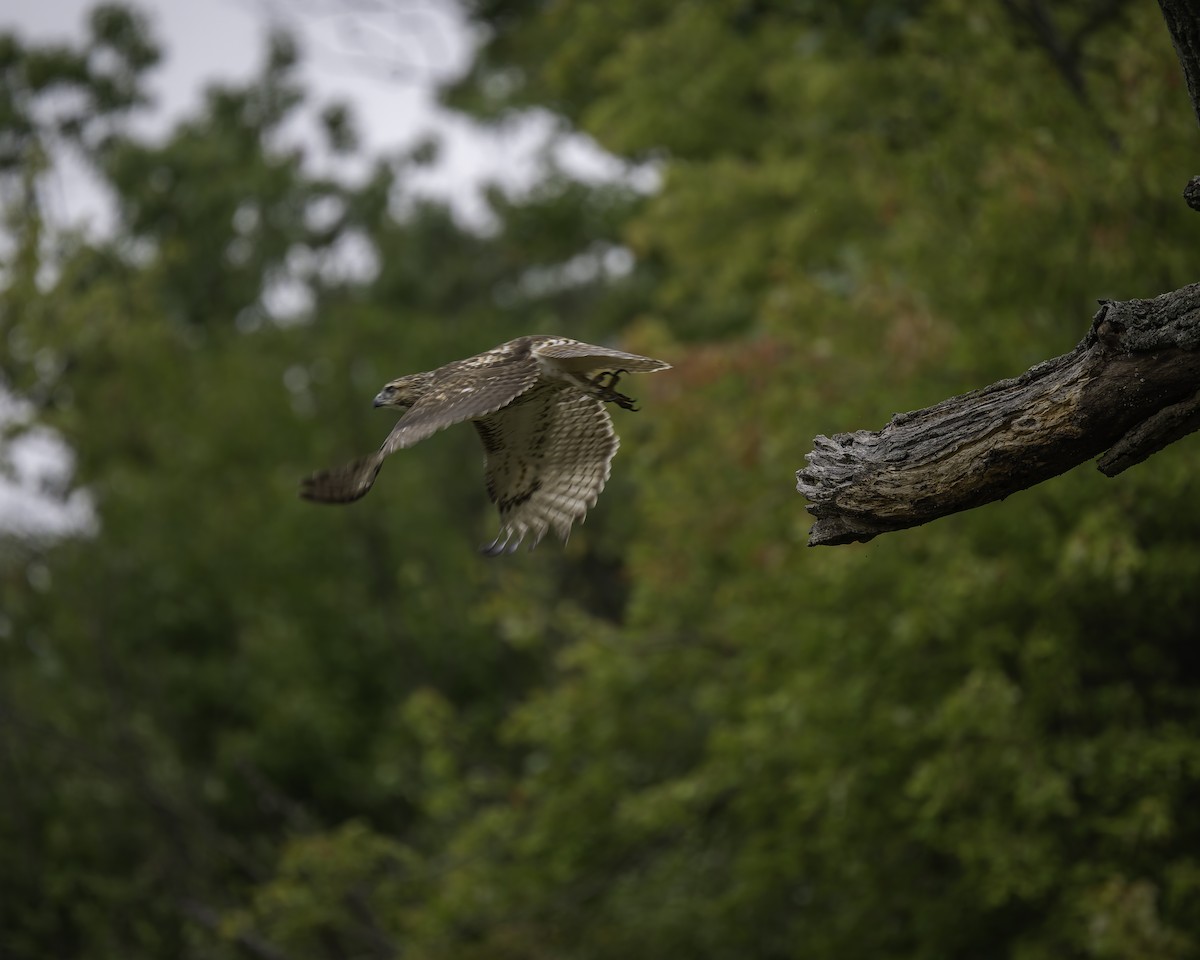 Red-tailed Hawk - ML624168864