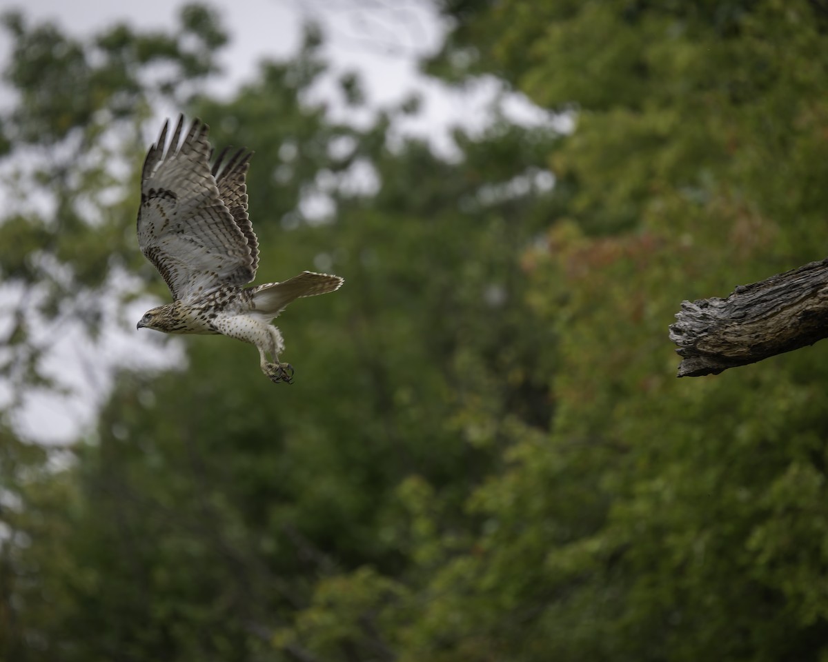 Red-tailed Hawk - ML624168865