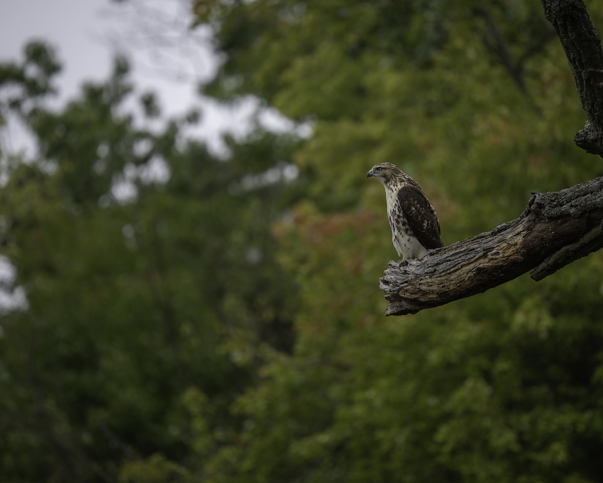 Red-tailed Hawk - Peter Rosario