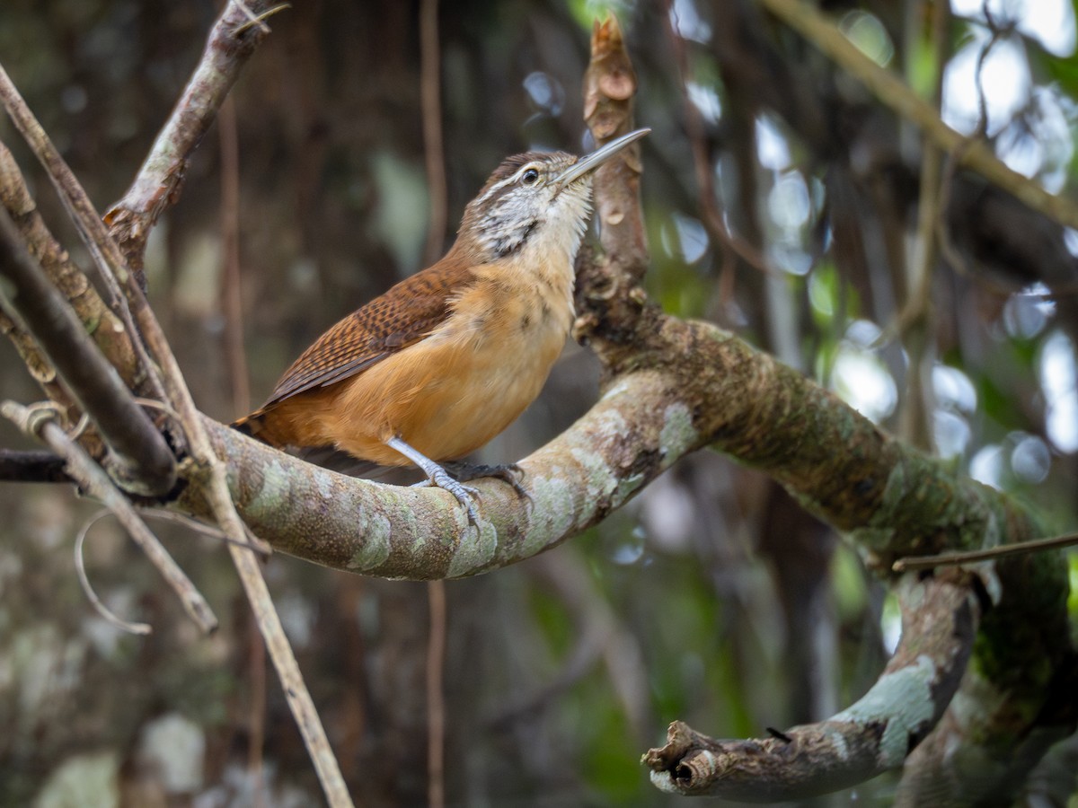 Long-billed Wren - ML624168874