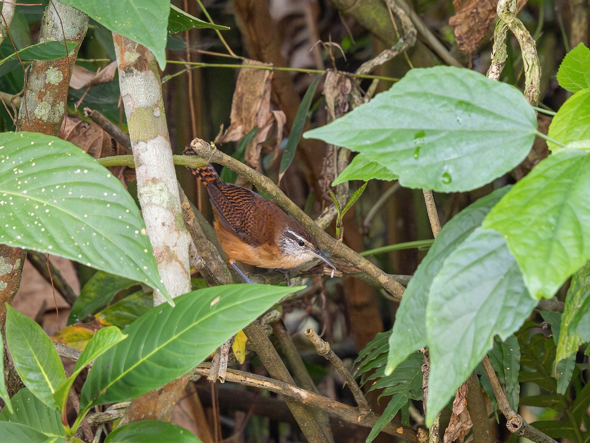 Long-billed Wren - ML624168875