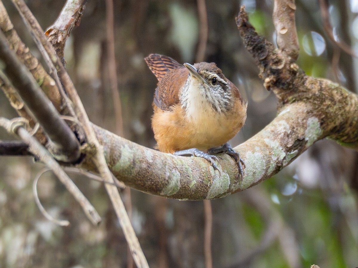 Long-billed Wren - ML624168876