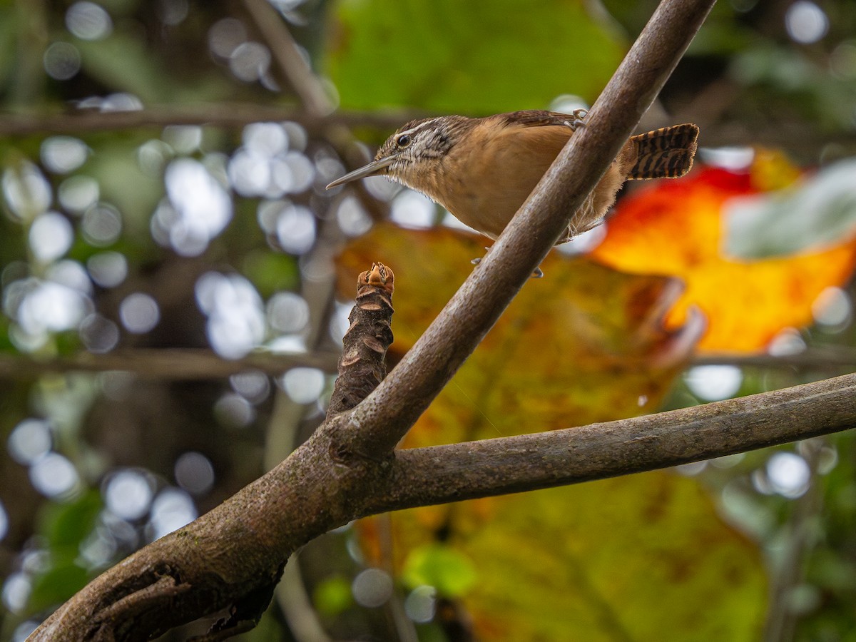 Long-billed Wren - ML624168877