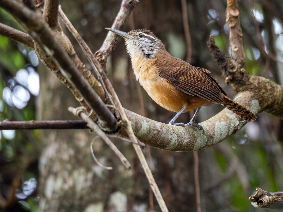 Long-billed Wren - ML624168878