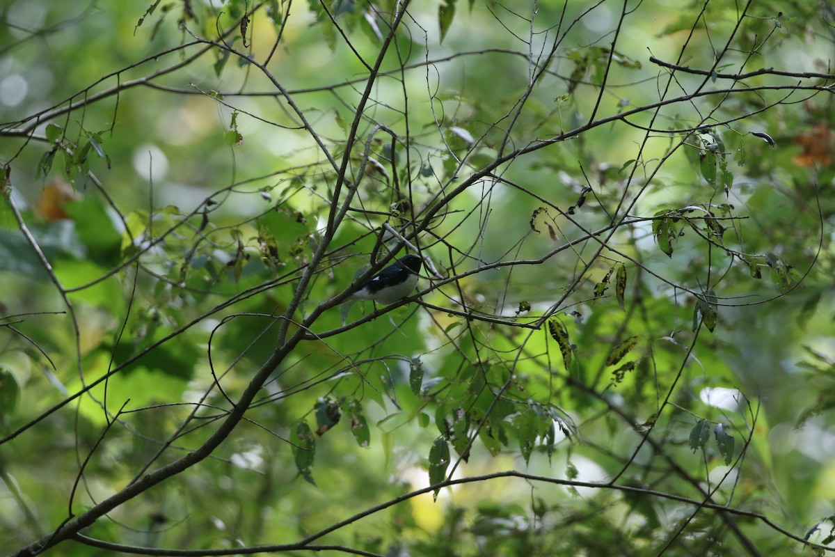 Black-throated Blue Warbler - ML624168881