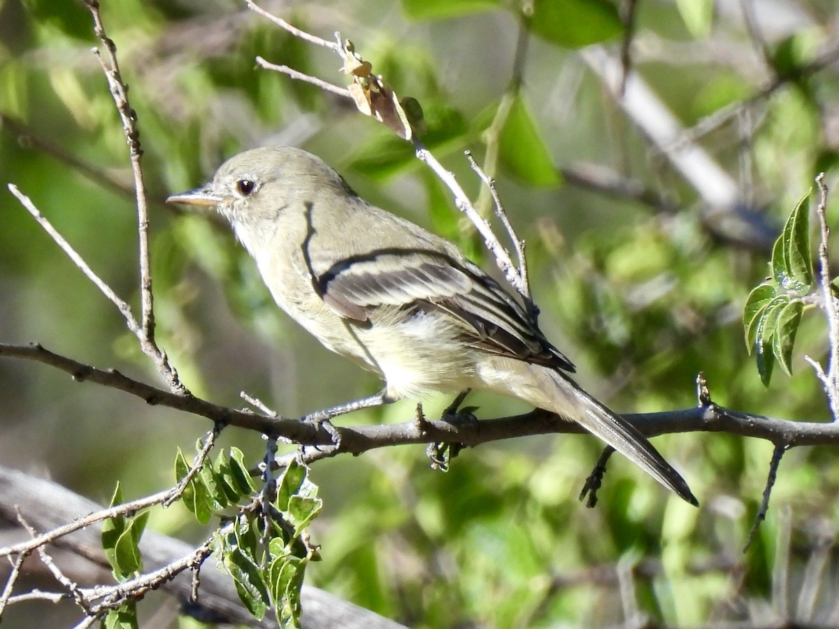 Gray Flycatcher - ML624168888