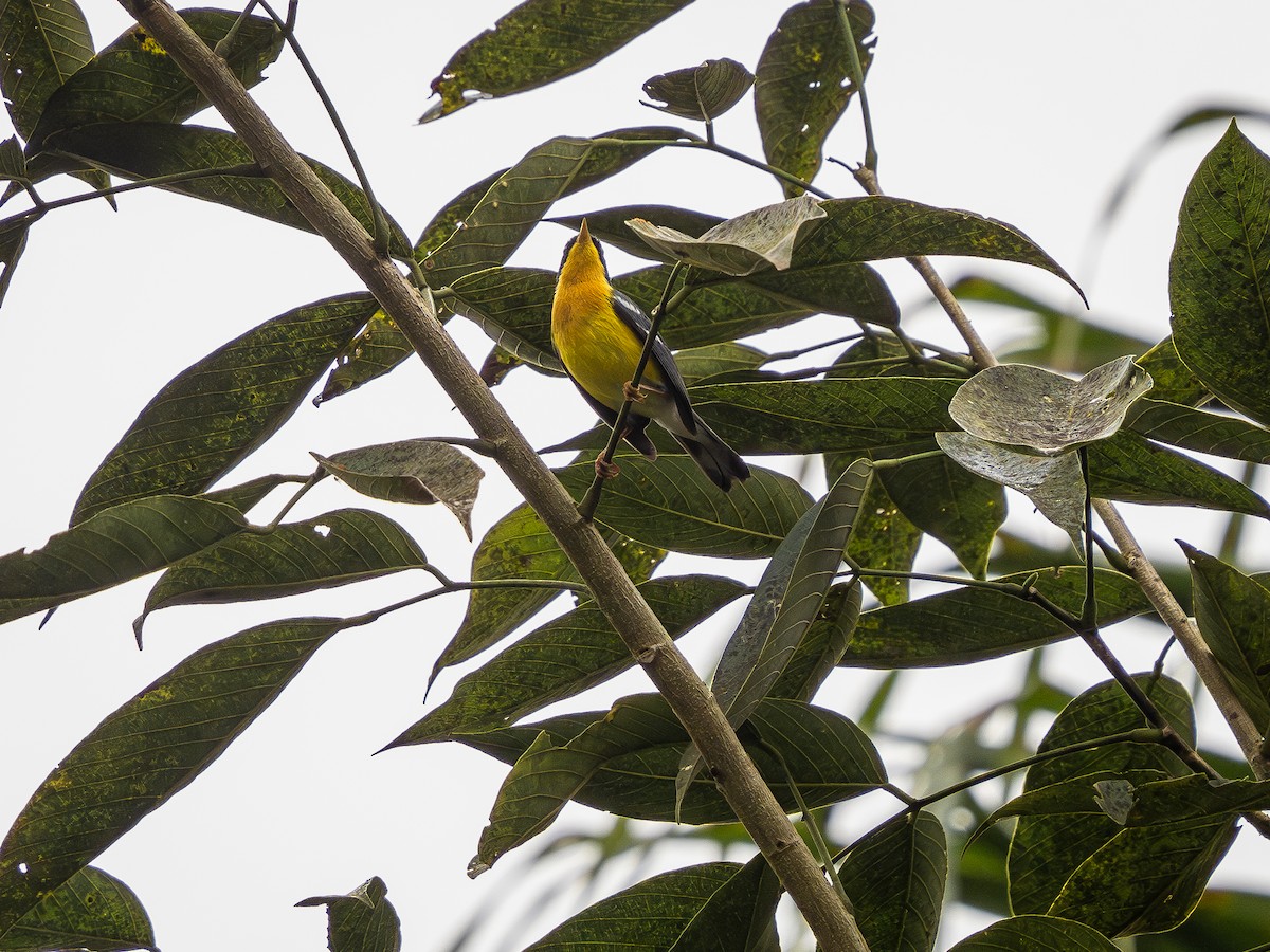 Tropical Parula - ML624168889