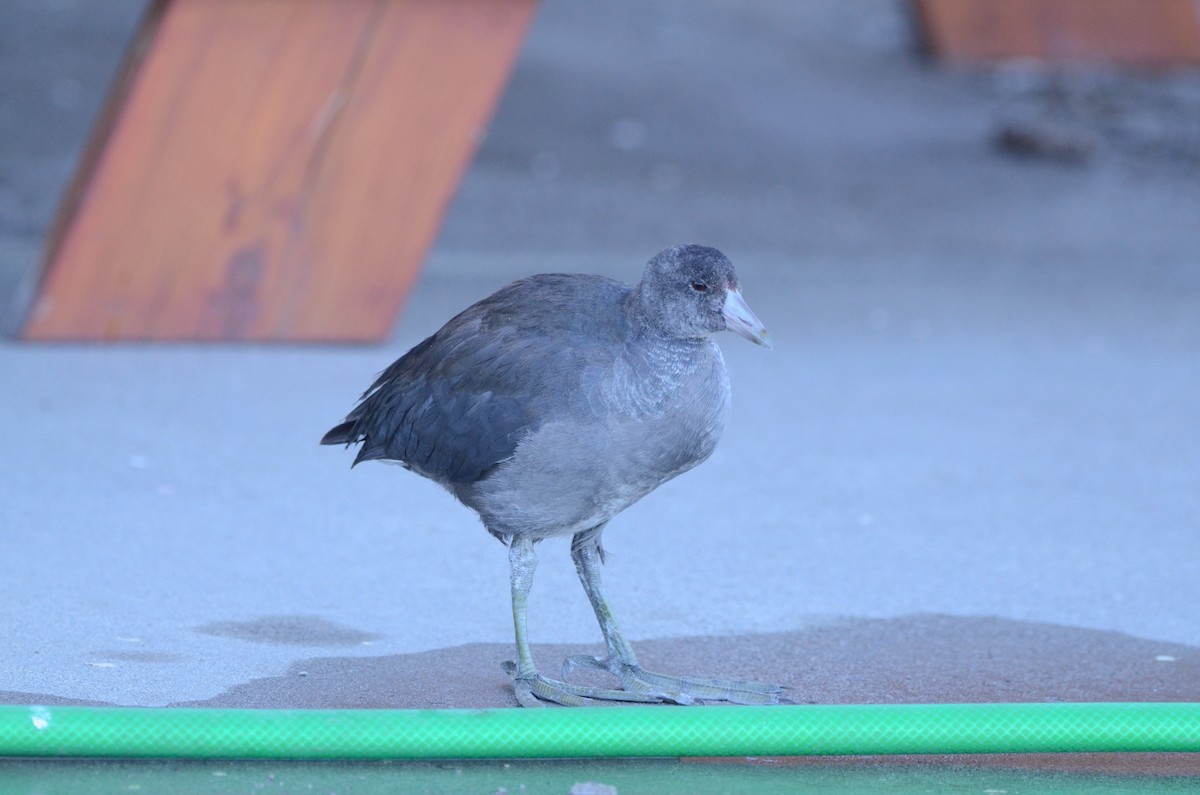 American Coot - Tye Jeske