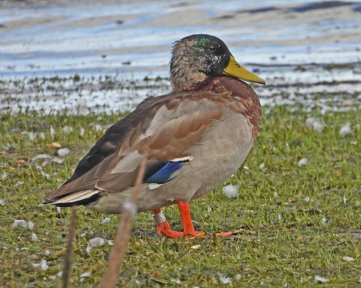 Mallard - ML624168896