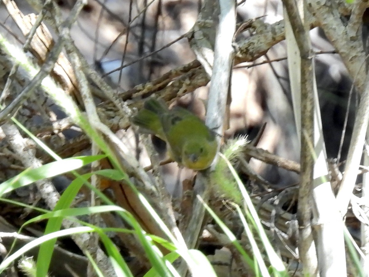 Painted Bunting - ML624168912