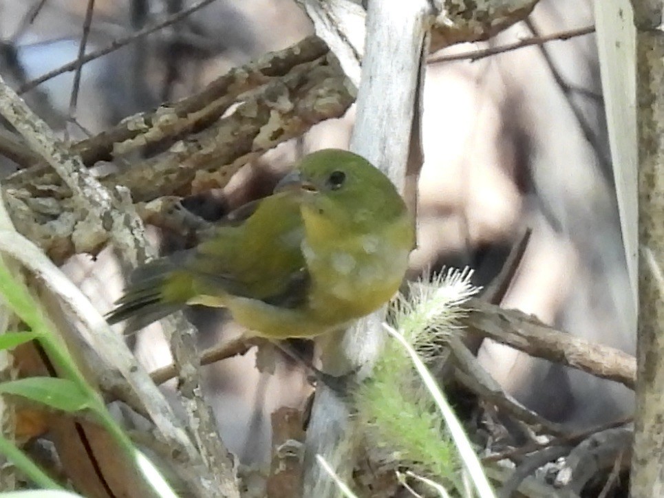 Painted Bunting - ML624168913