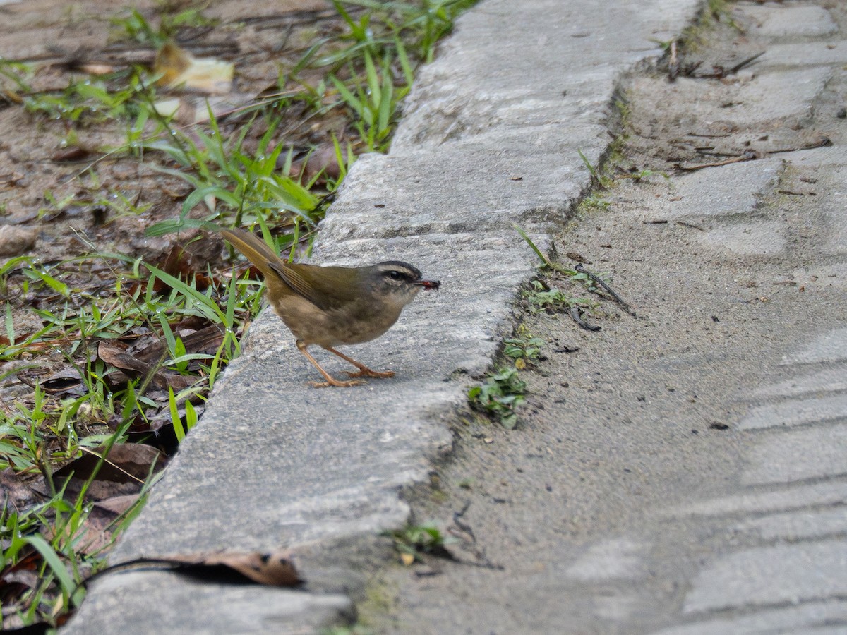 Riverbank Warbler - Vitor Rolf Laubé