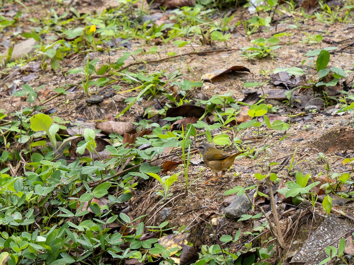 Riverbank Warbler - Vitor Rolf Laubé