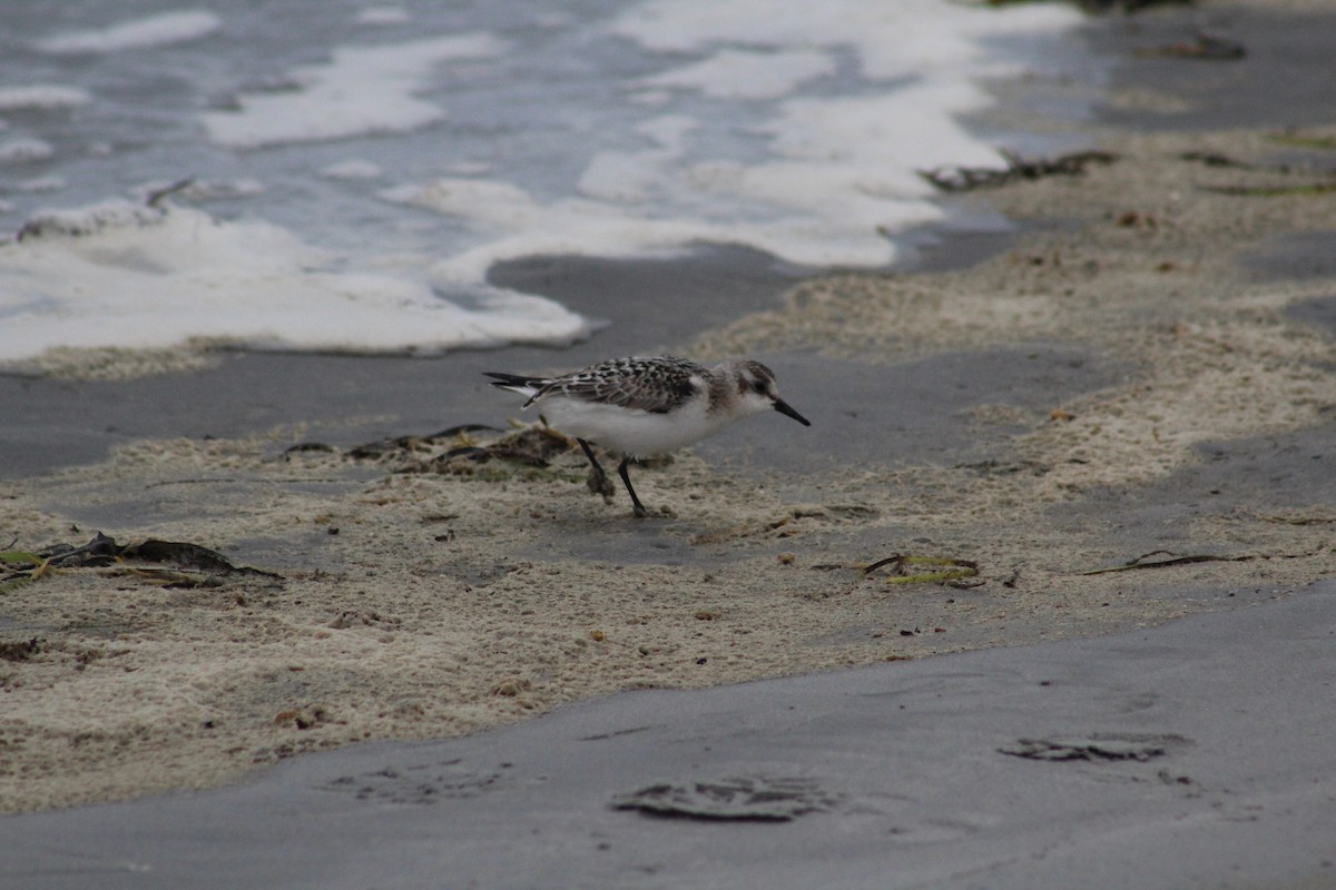 Sanderling - ML624168939