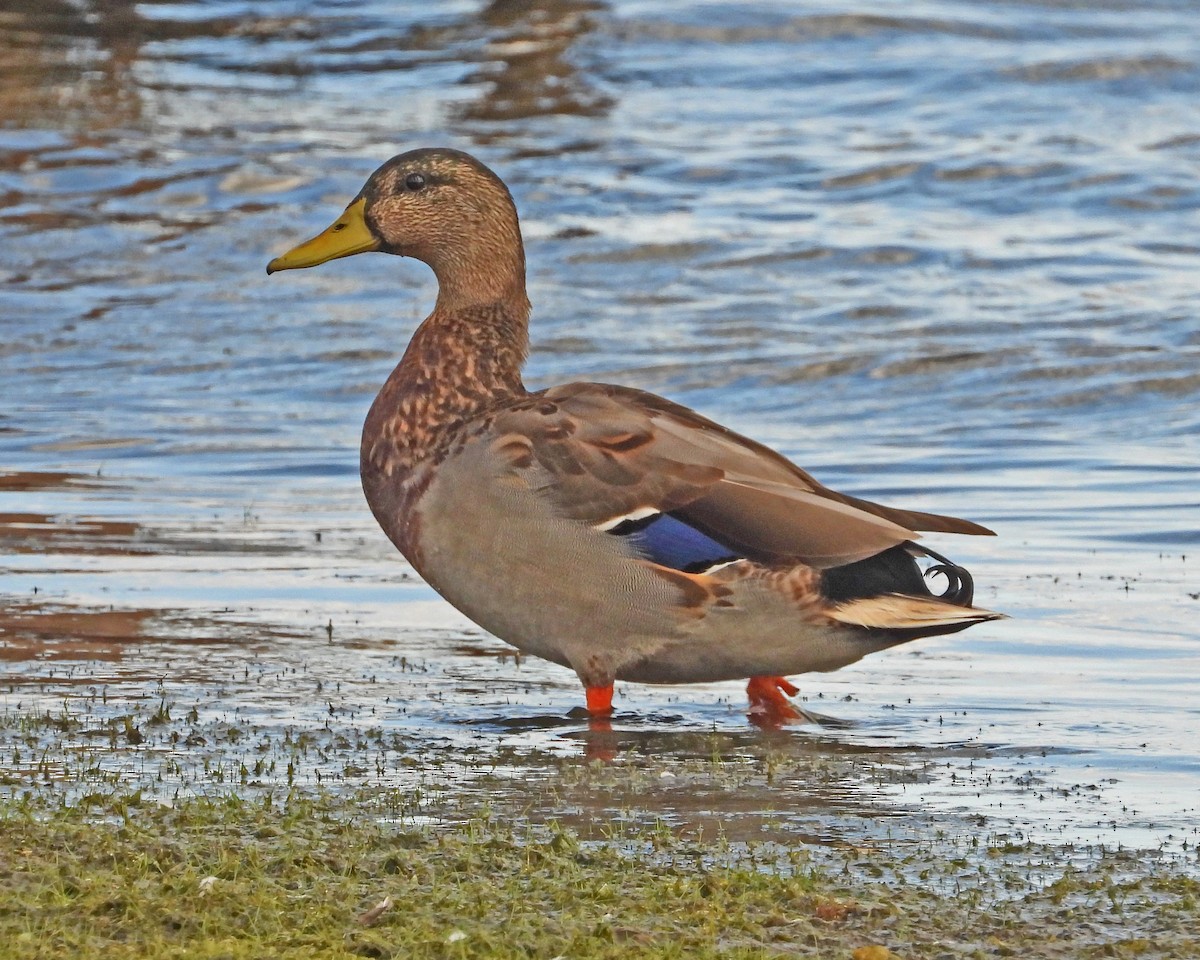 Mallard - ML624168940