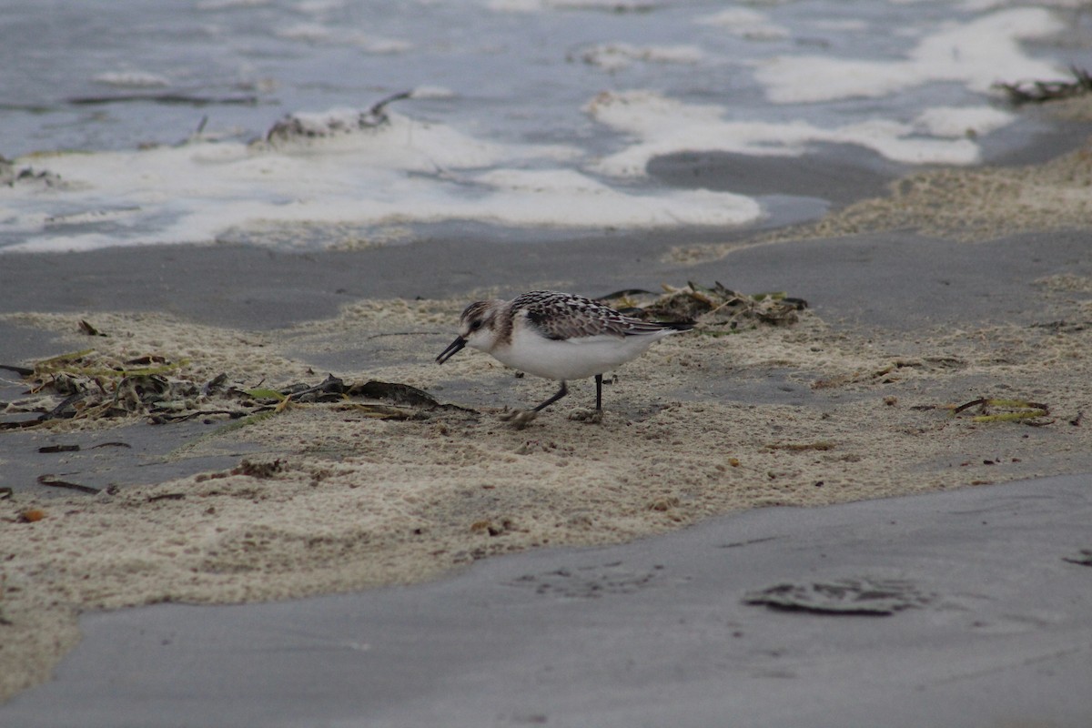 Sanderling - ML624168941