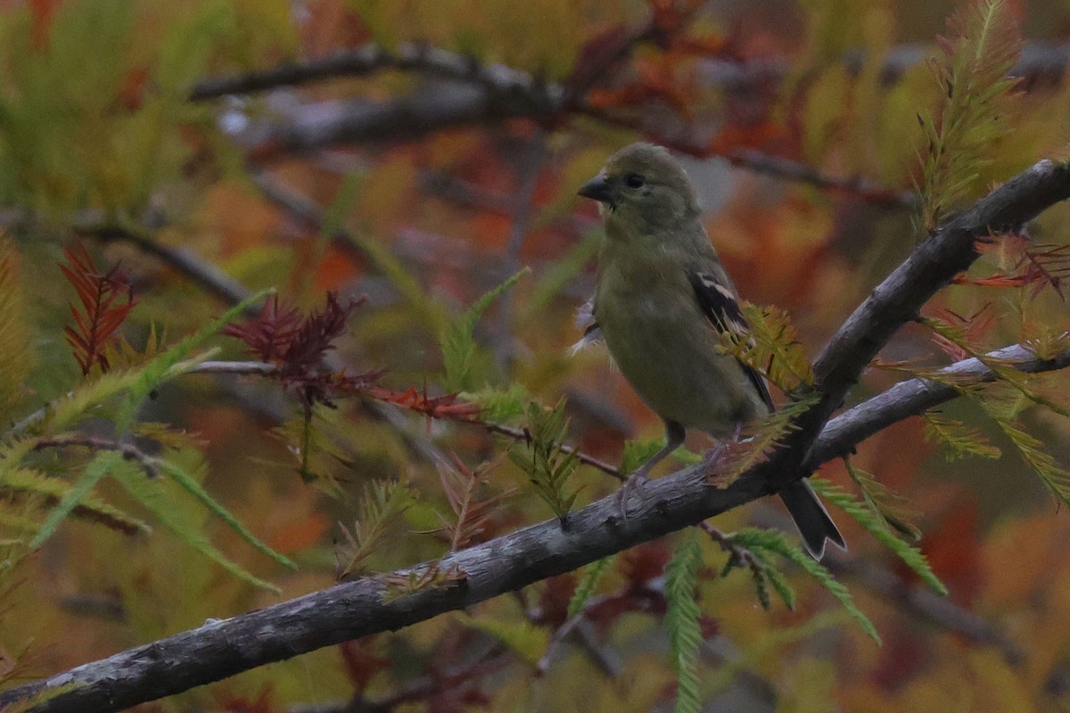 American Goldfinch - ML624168944