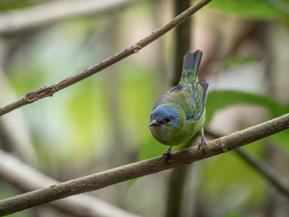 Dacnis bleu - ML624168951