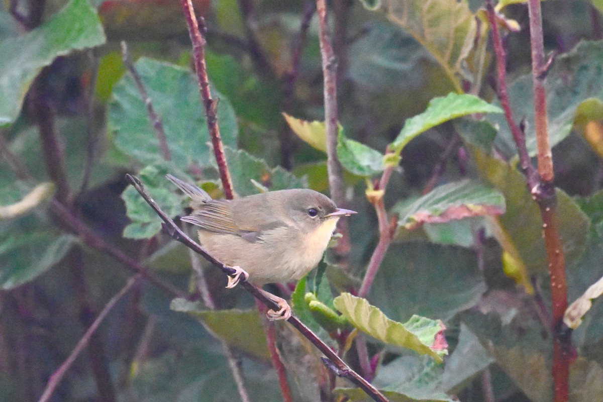 Common Yellowthroat - ML624168956