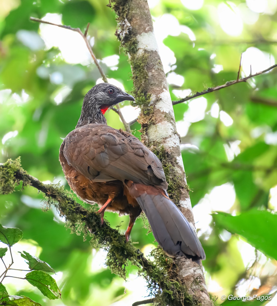 Andean Guan - ML624168957