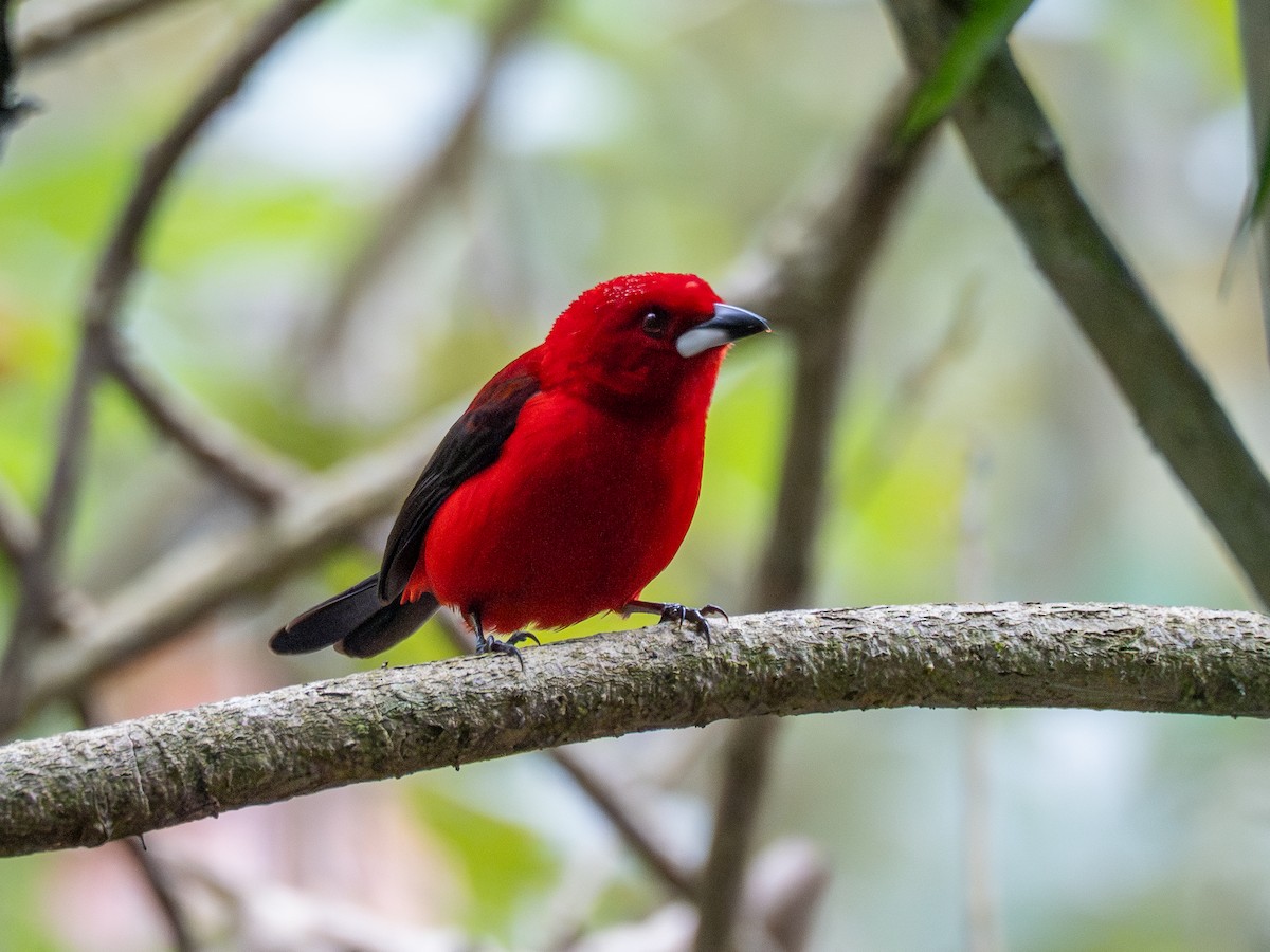 Brazilian Tanager - ML624168981