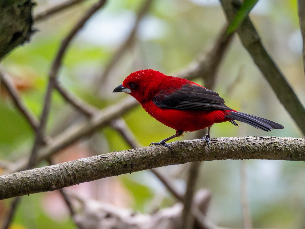 Brazilian Tanager - ML624168982