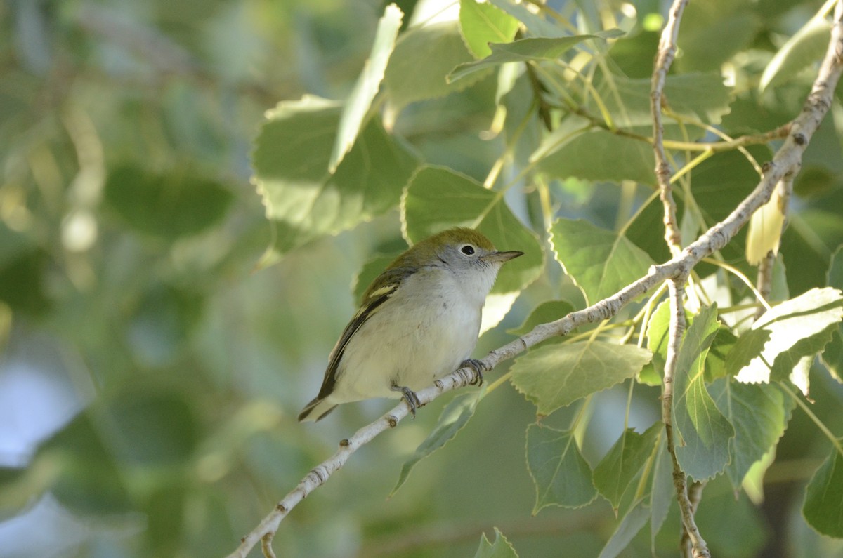 Chestnut-sided Warbler - Tye Jeske