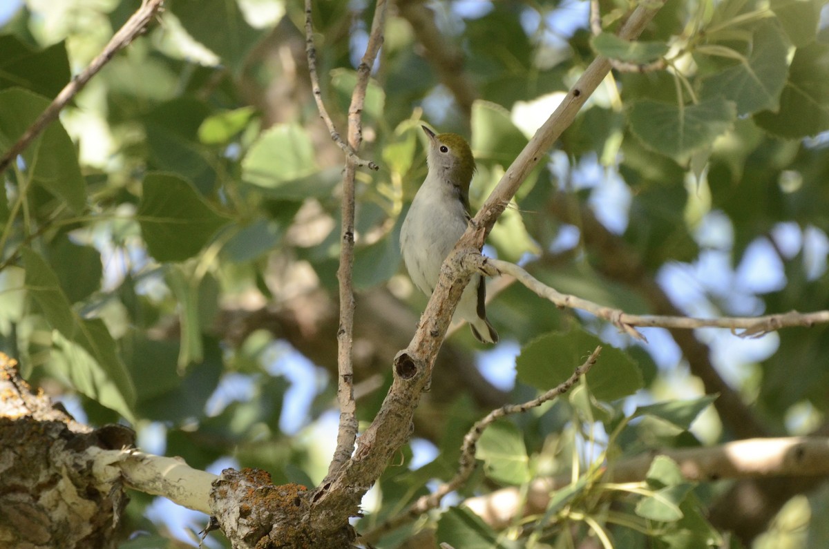 Chestnut-sided Warbler - ML624168992