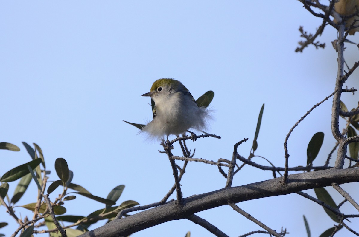 Chestnut-sided Warbler - ML624168997