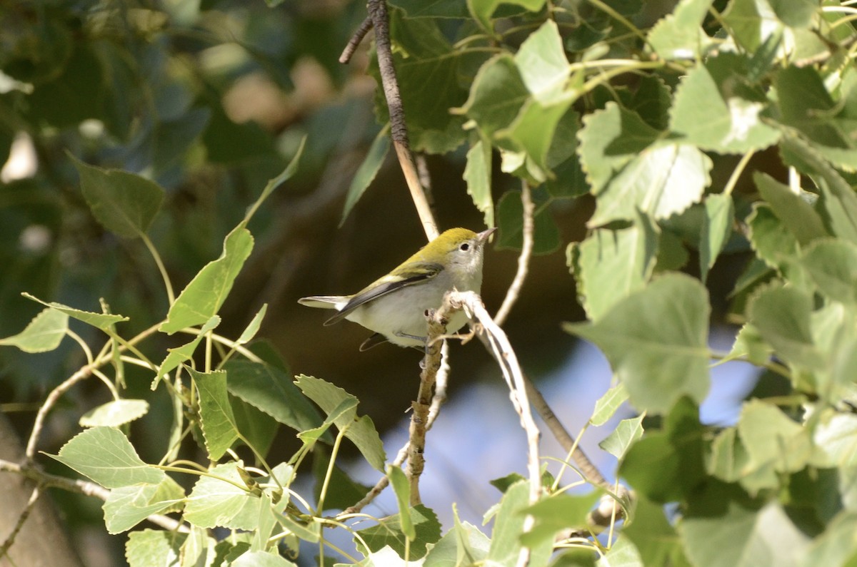 Chestnut-sided Warbler - ML624168999