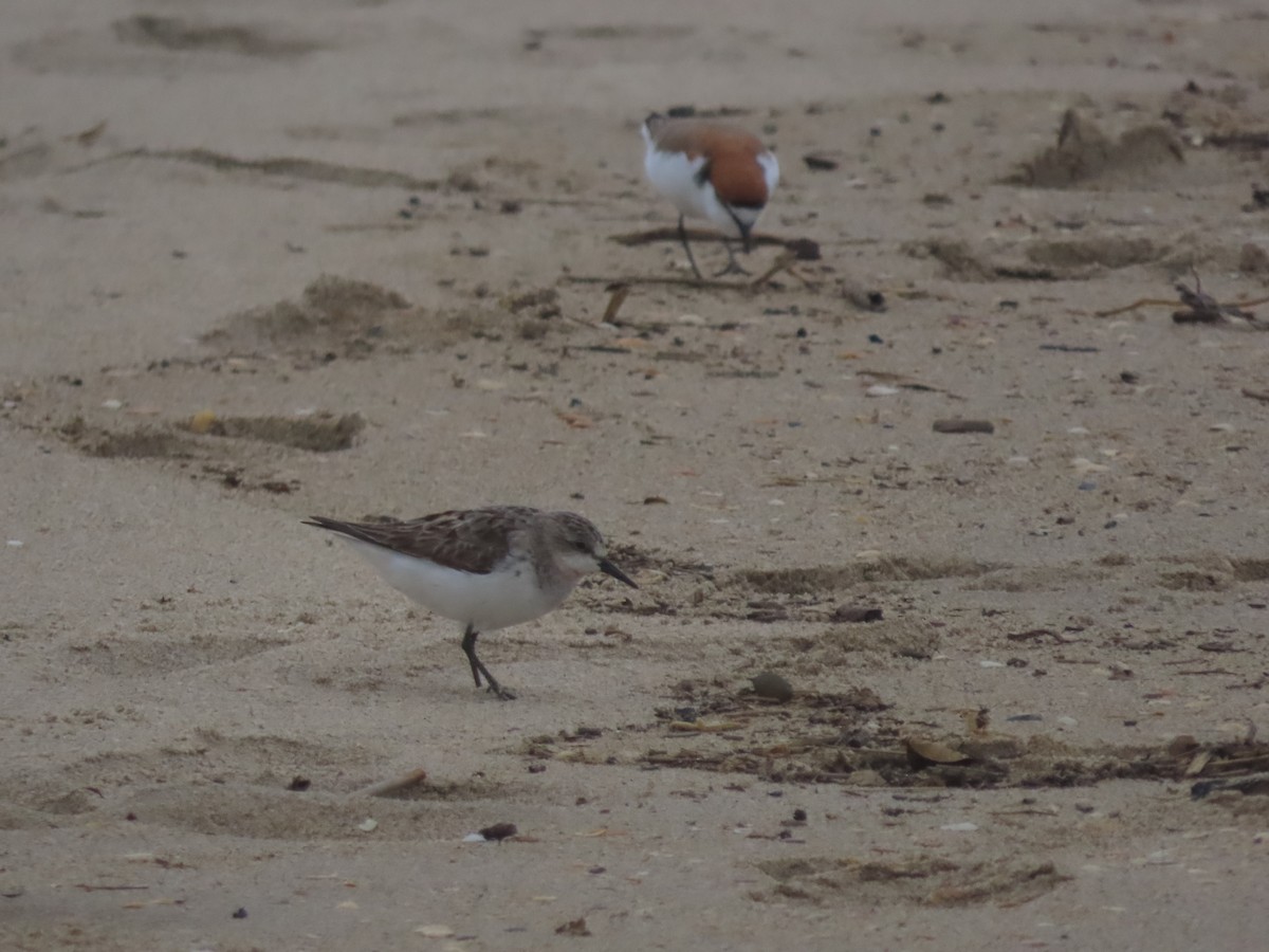 Red-necked Stint - Sandra Henderson