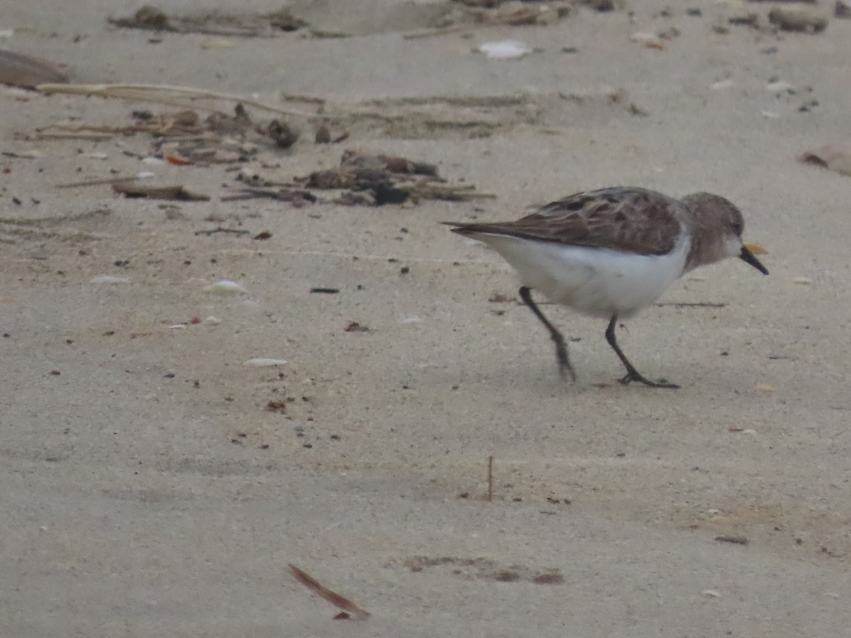 Red-necked Stint - Sandra Henderson