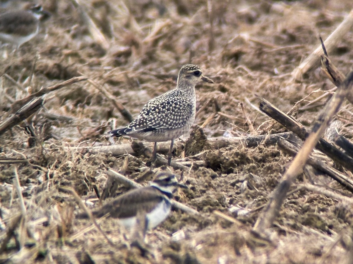 American Golden-Plover - ML624169055