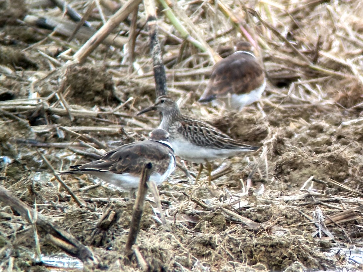 Pectoral Sandpiper - ML624169056