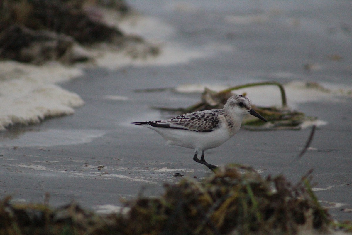 Sanderling - ML624169067