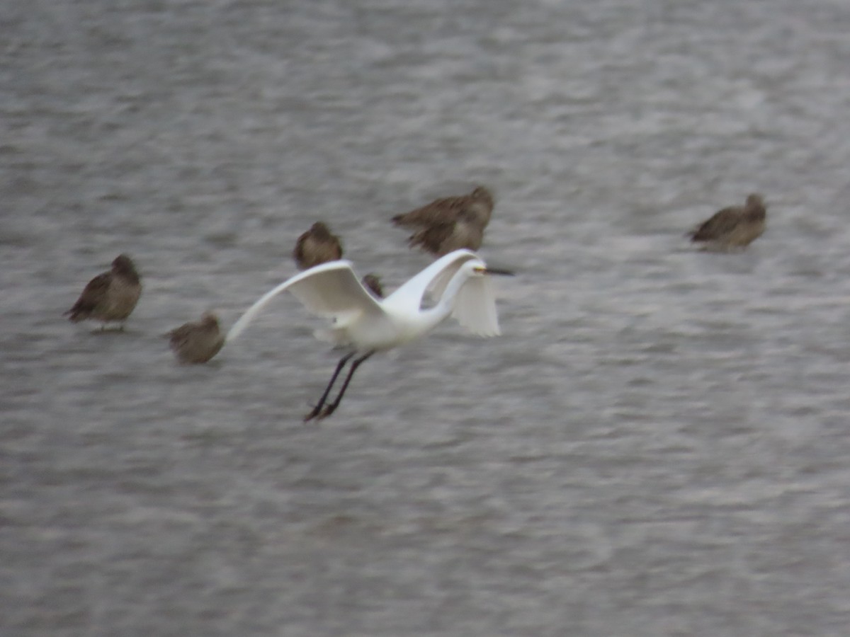 Little Egret - ML624169081