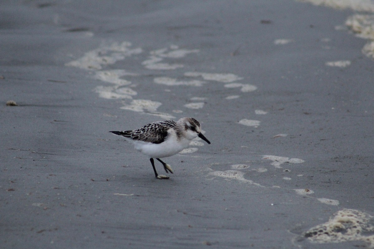 Sanderling - ML624169120