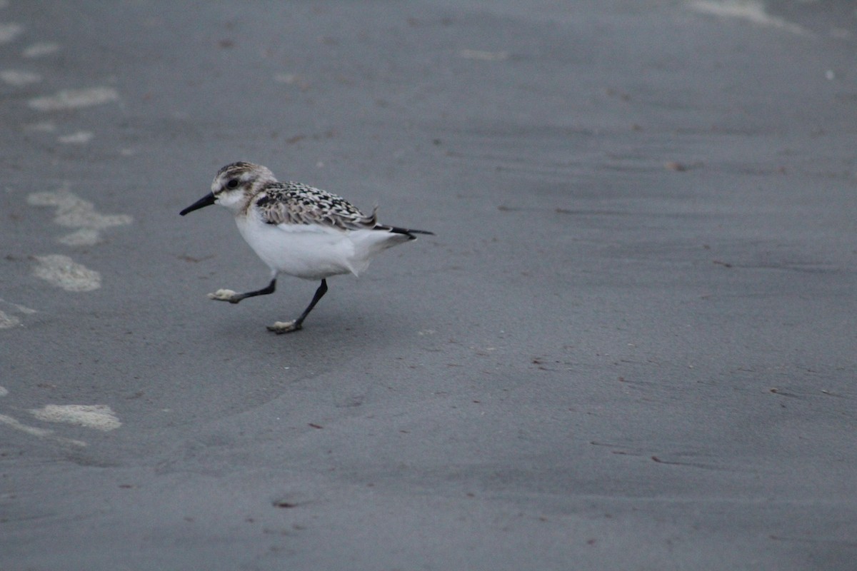 Sanderling - ML624169125