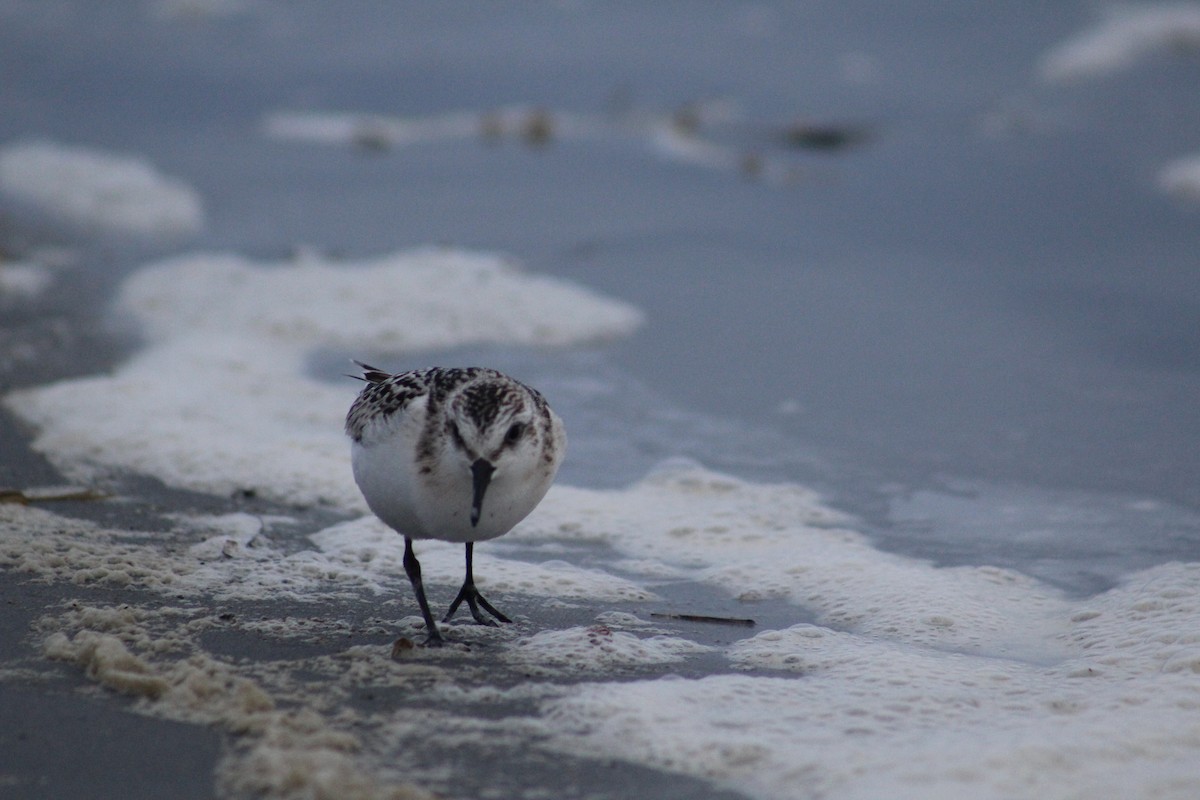 Sanderling - Brian Danforth