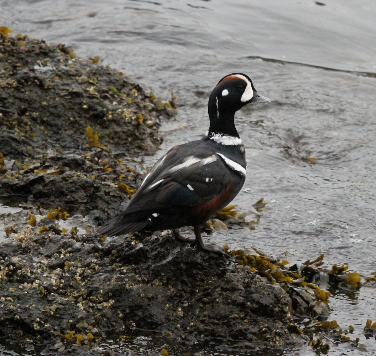 Harlequin Duck - ML624169179