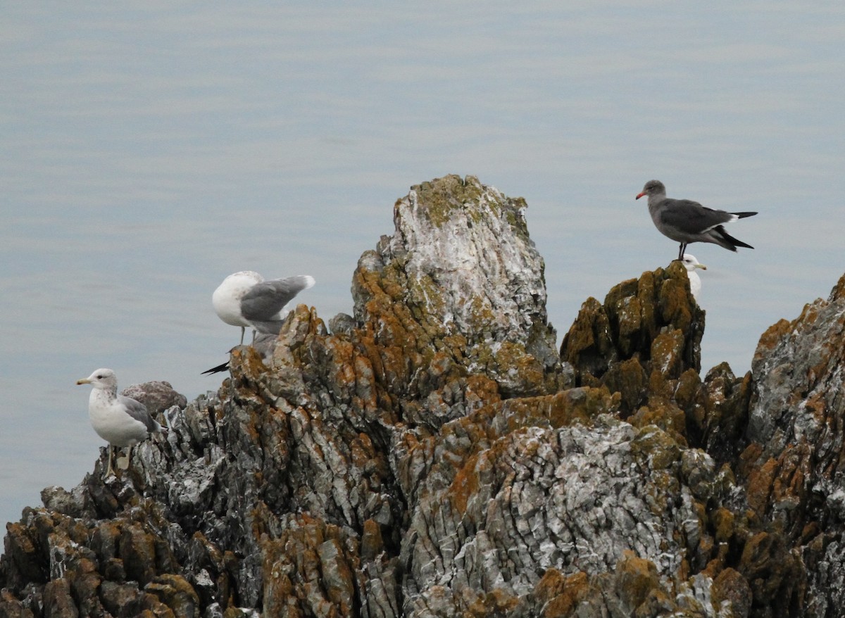 Heermann's Gull - ML624169187