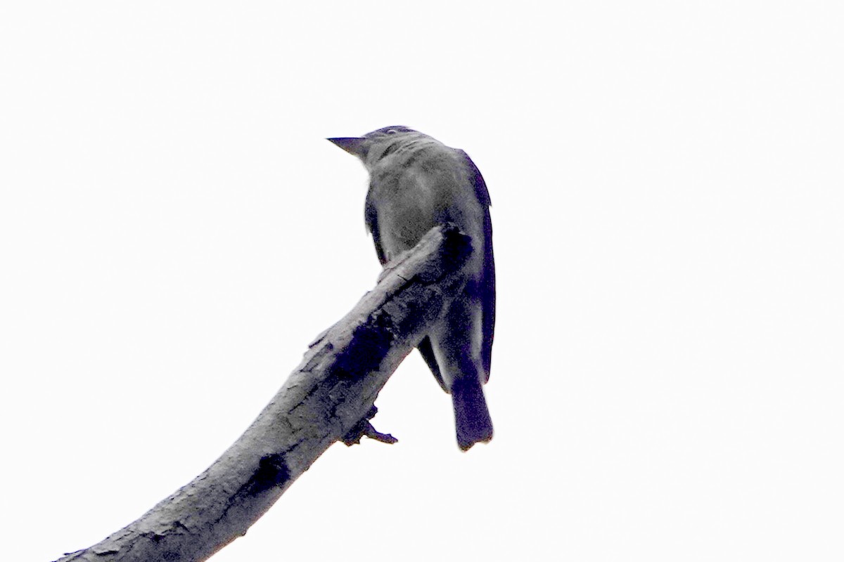 Western Wood-Pewee - ML624169192