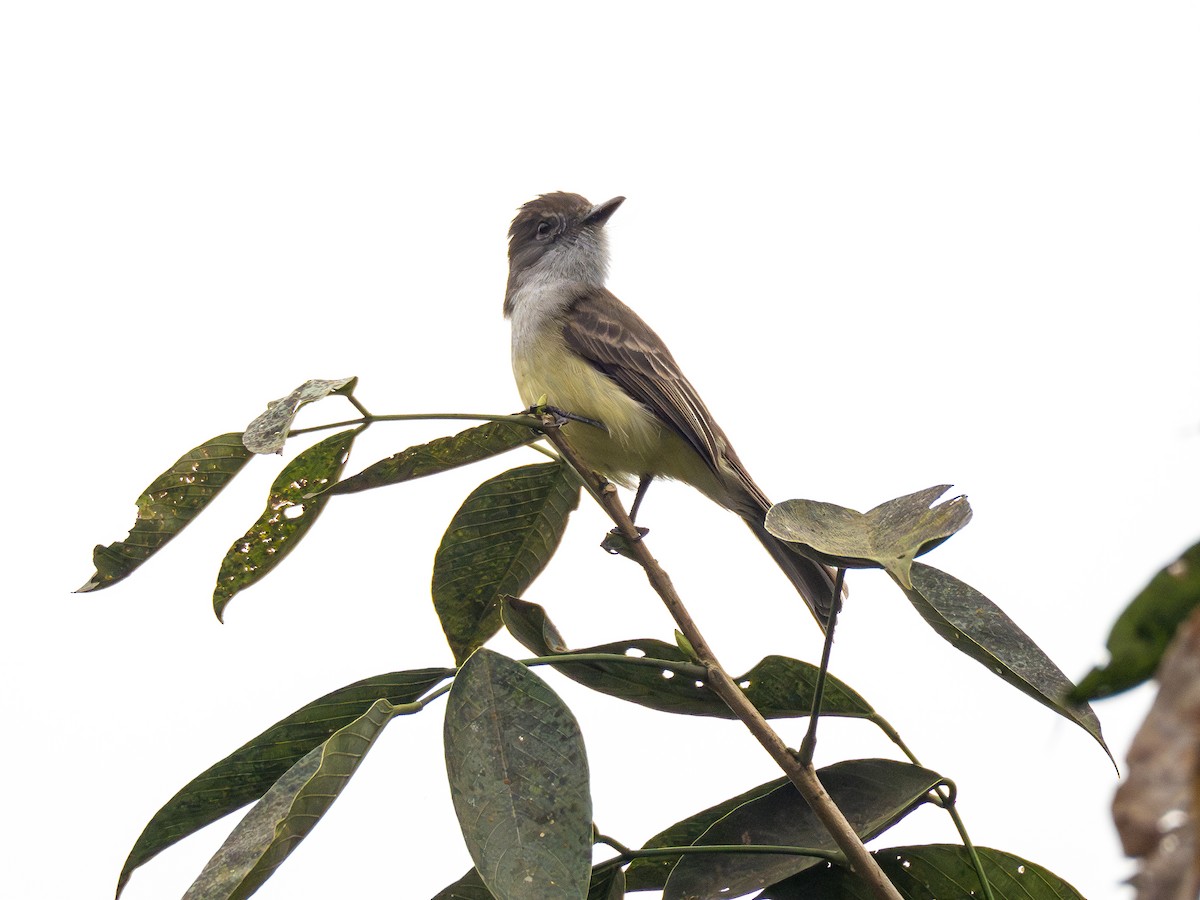 Short-crested Flycatcher - ML624169193