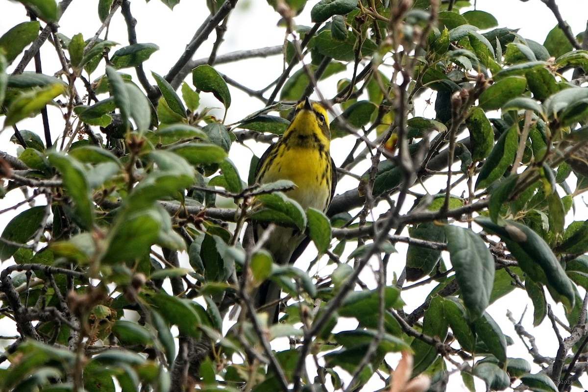 Townsend's Warbler - ML624169204