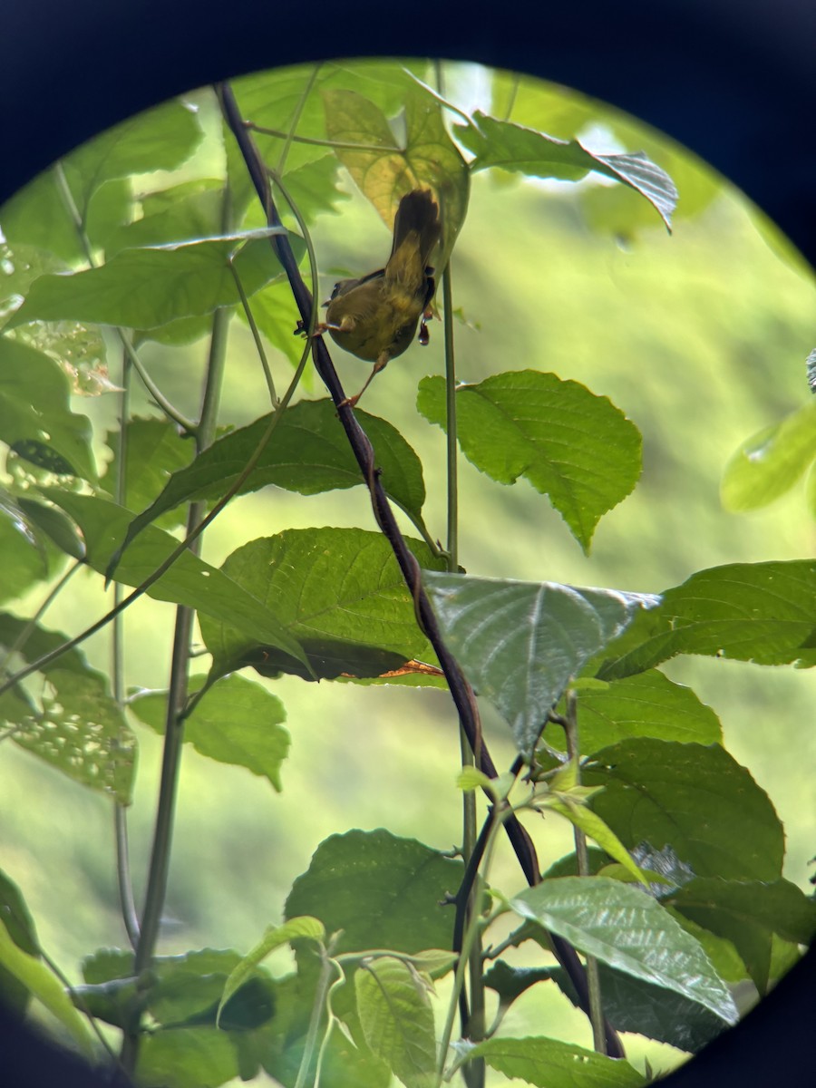 Olive-crowned Yellowthroat - ML624169206