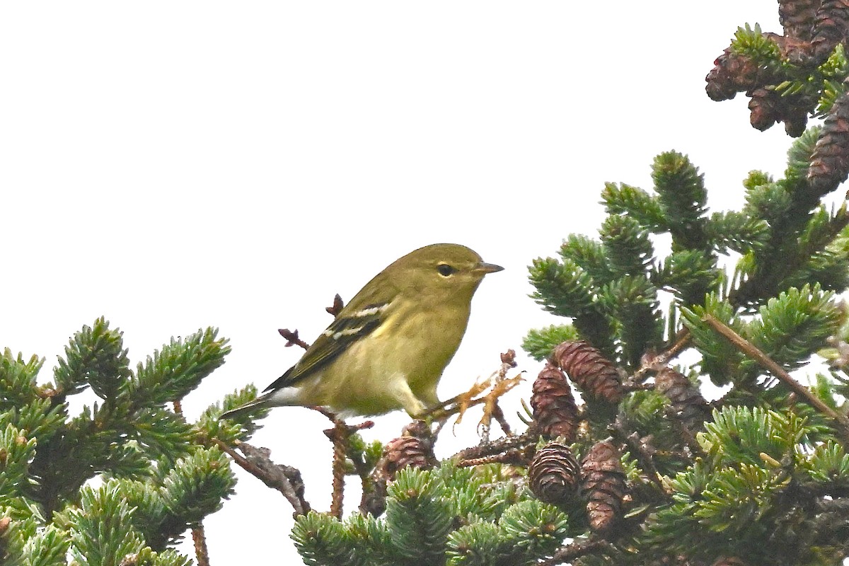 Blackpoll Warbler - ML624169207